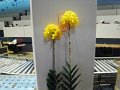 Epidendrum Chidori